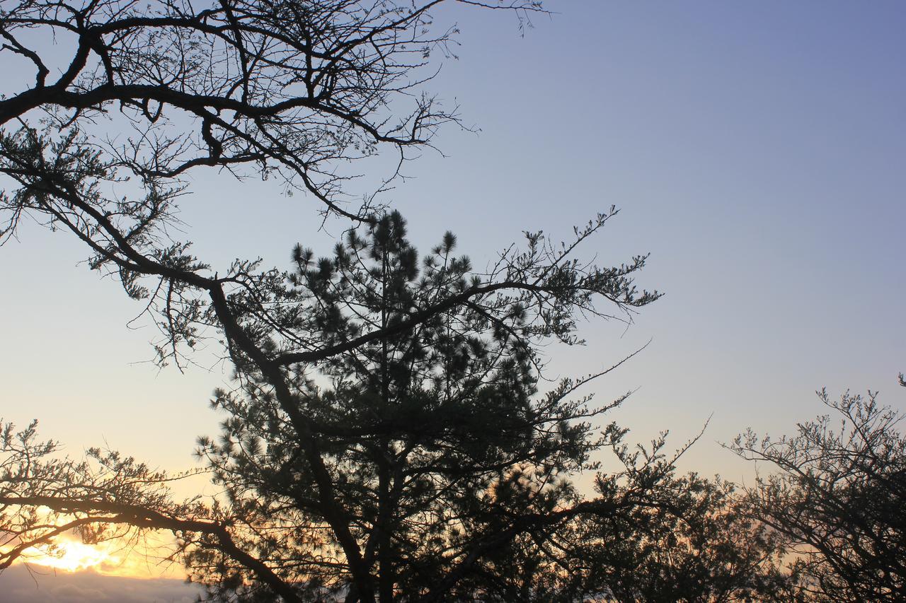 פיטרמריצברג Acacia Bush Lodge מראה חיצוני תמונה